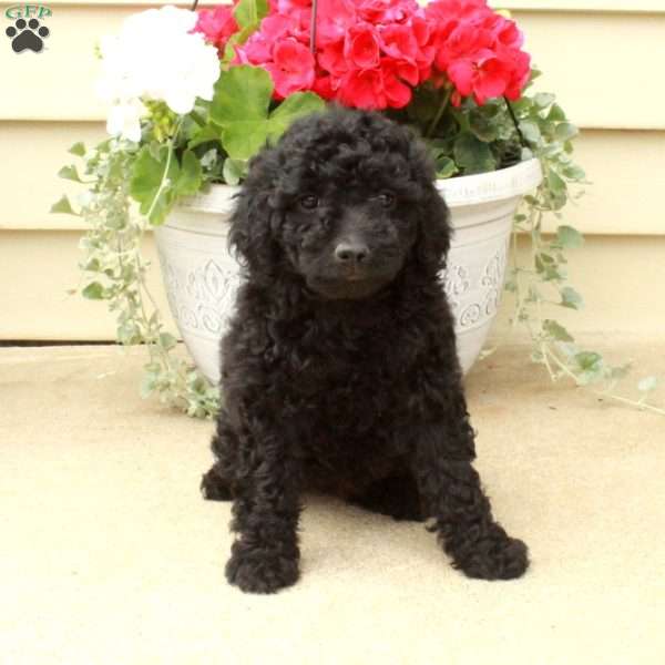 Stella, Miniature Poodle Puppy