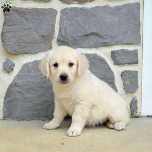 Stella, English Cream Golden Retriever Puppy