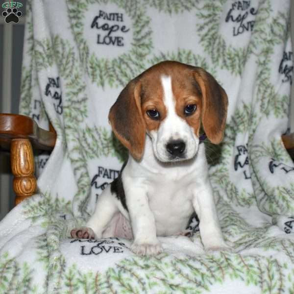 Stella, Beagle Puppy