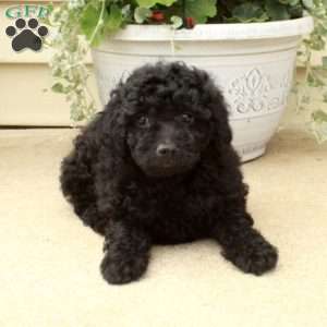 Stella, Miniature Poodle Puppy