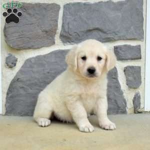 Stella, English Cream Golden Retriever Puppy