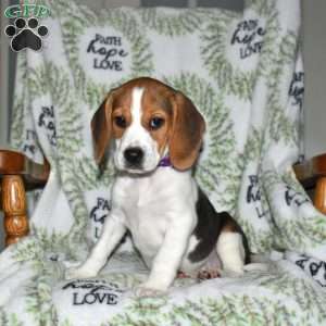 Stella, Beagle Puppy