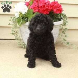 Stella, Miniature Poodle Puppy