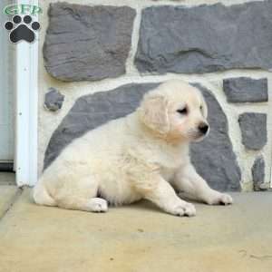 Stella, English Cream Golden Retriever Puppy