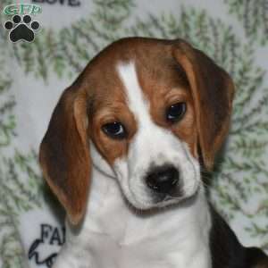 Stella, Beagle Puppy