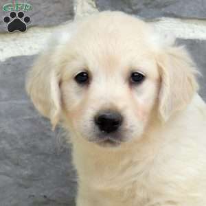 Stella, English Cream Golden Retriever Puppy