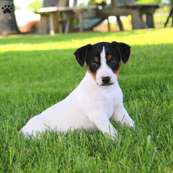 Stella, Jack Russell Terrier Puppy