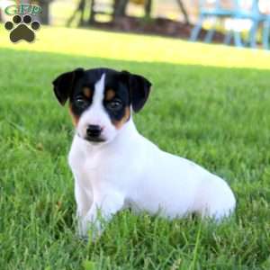 Stella, Jack Russell Terrier Puppy