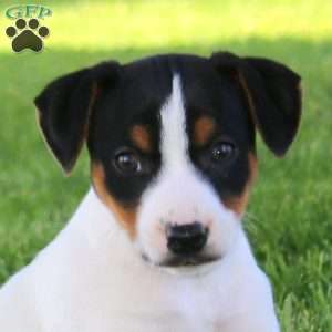 Stella, Jack Russell Terrier Puppy