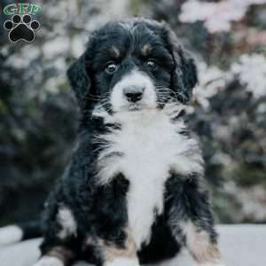 Stella, Bernedoodle Puppy