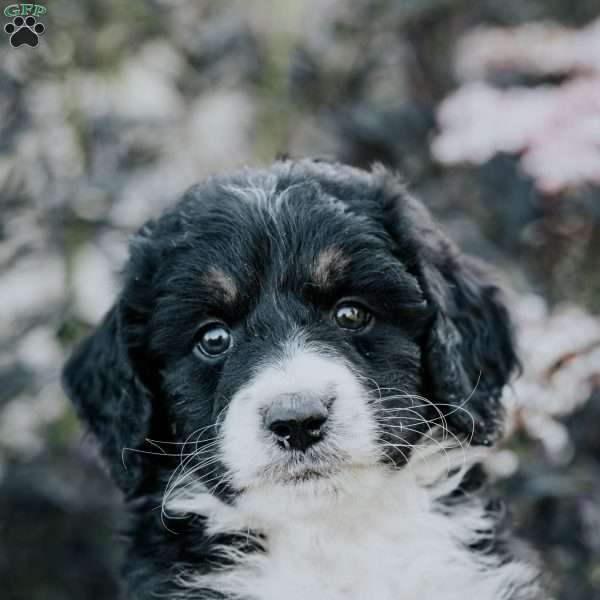 Stella, Bernedoodle Puppy