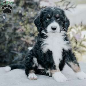 Stella, Bernedoodle Puppy