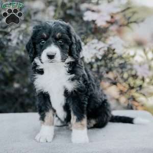 Stella, Bernedoodle Puppy