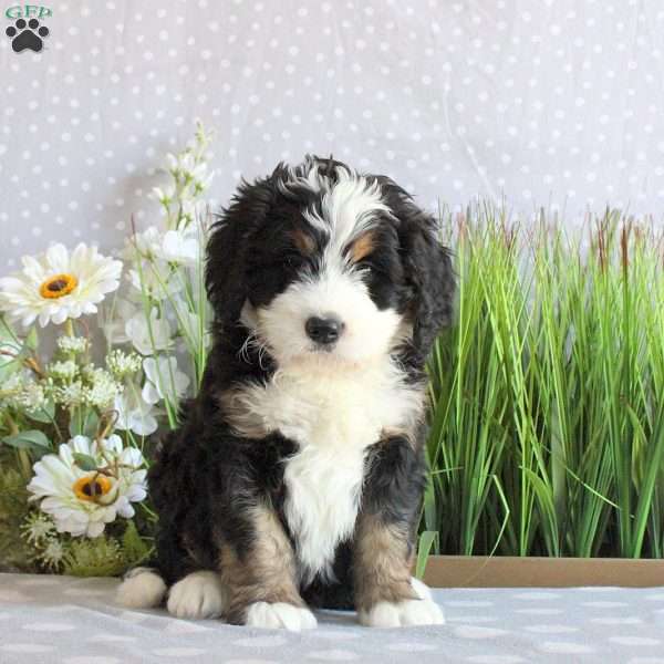 Stitch, Mini Bernedoodle Puppy