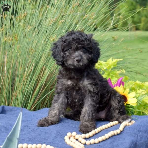 Stormy, Cavapoo Puppy