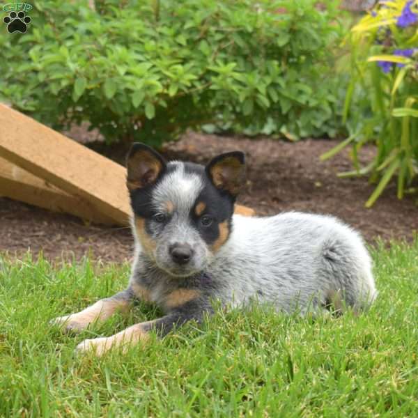 Stormy, Blue Heeler – Australian Cattle Dog Puppy
