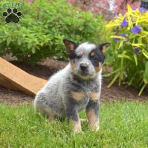 Stormy, Blue Heeler – Australian Cattle Dog Puppy