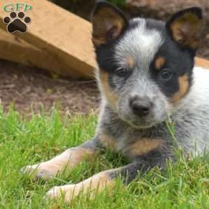 Stormy, Blue Heeler – Australian Cattle Dog Puppy