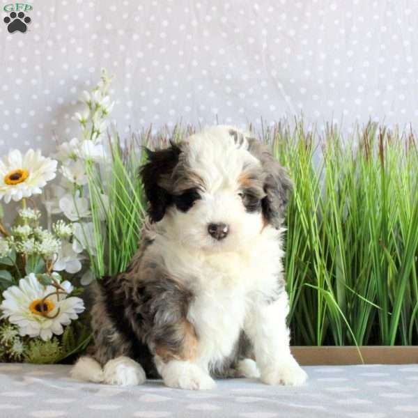 Stryker, Mini Bernedoodle Puppy