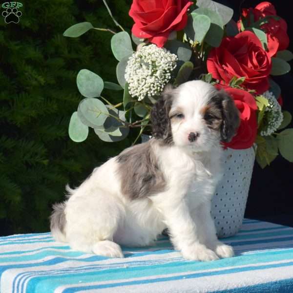 Sue, Cavapoo Puppy