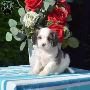 Sue, Cavapoo Puppy