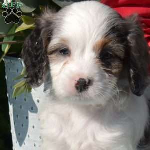 Sue, Cavapoo Puppy