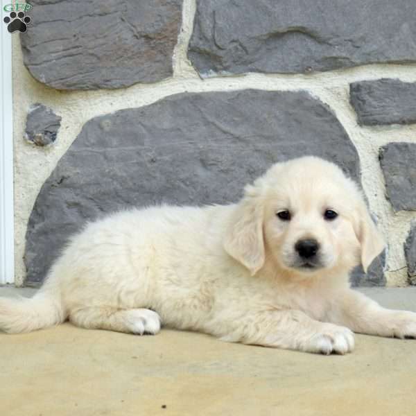 Sugar, English Cream Golden Retriever Puppy
