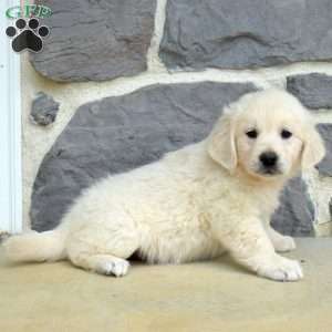 Sugar, English Cream Golden Retriever Puppy