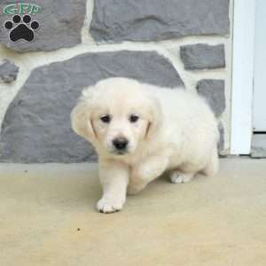 Sugar, English Cream Golden Retriever Puppy