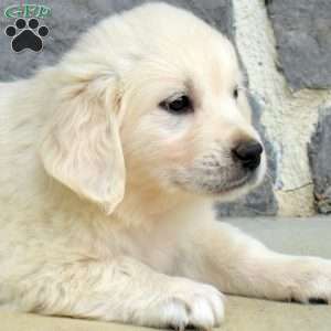 Sugar, English Cream Golden Retriever Puppy