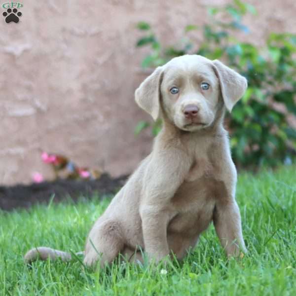 Sugar, Silver Labrador Retriever Puppy