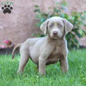 Sugar, Silver Labrador Retriever Puppy