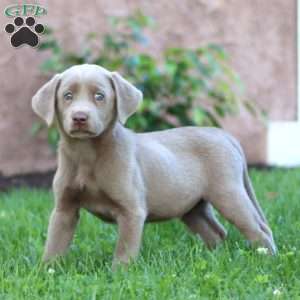 Sugar, Silver Labrador Retriever Puppy