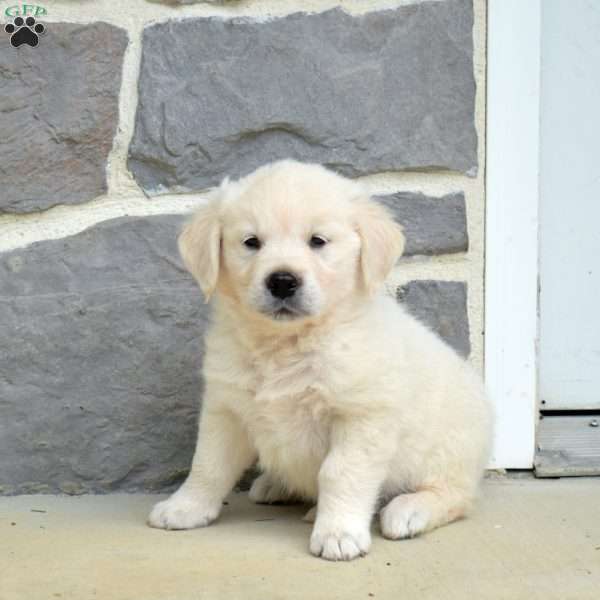 Sullivan, English Cream Golden Retriever Puppy