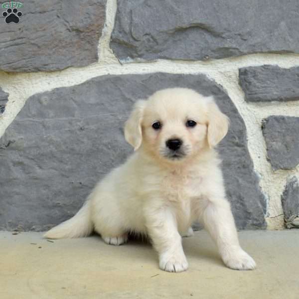Summer, English Cream Golden Retriever Puppy