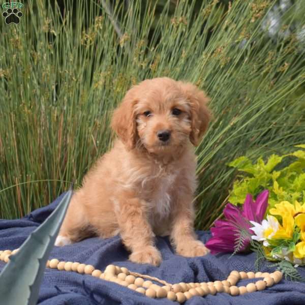 Summer, Cavapoo Puppy