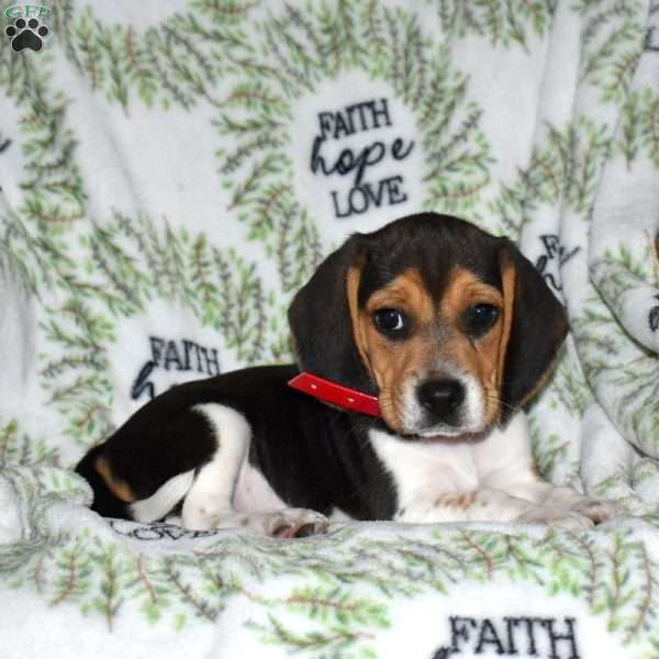 Summer, Beagle Puppy