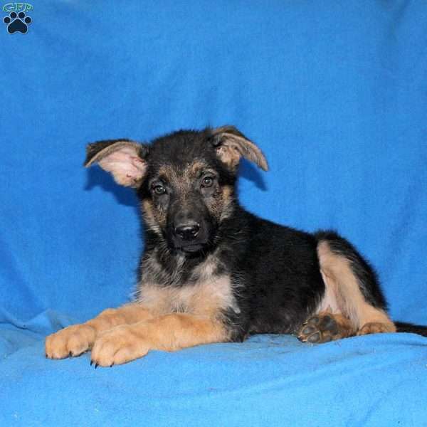 Summer, German Shepherd Puppy