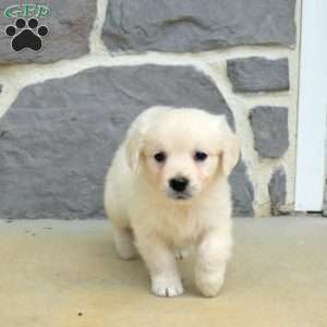 Summer, English Cream Golden Retriever Puppy