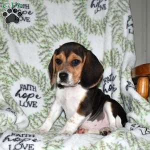 Summer, Beagle Puppy