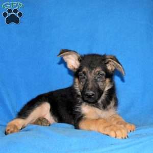 Summer, German Shepherd Puppy
