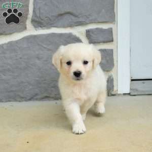 Summer, English Cream Golden Retriever Puppy