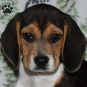 Summer, Beagle Puppy