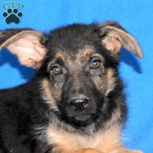 Summer, German Shepherd Puppy