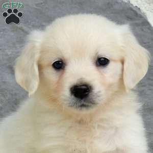 Summer, English Cream Golden Retriever Puppy