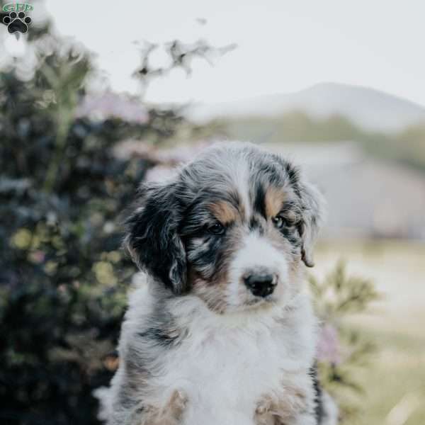 Sunny, Bernedoodle Puppy