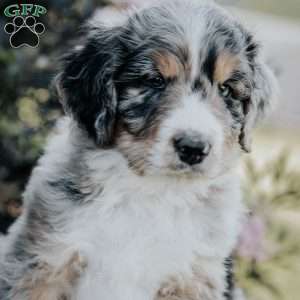Sunny, Bernedoodle Puppy