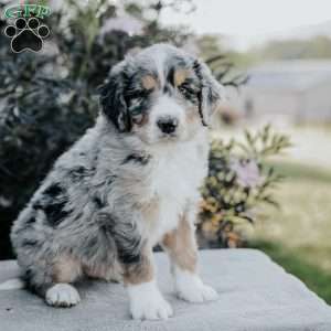 Sunny, Bernedoodle Puppy