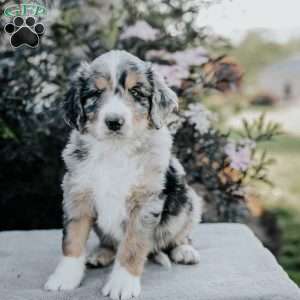 Sunny, Bernedoodle Puppy