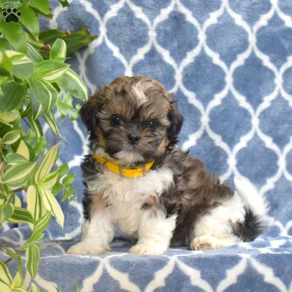 Sunshine, Shih Tzu Puppy